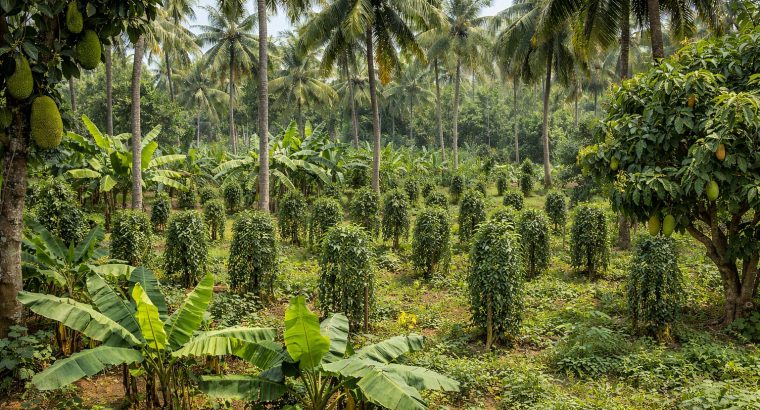 Land for Sale – Bujjomuwa, Alawwa