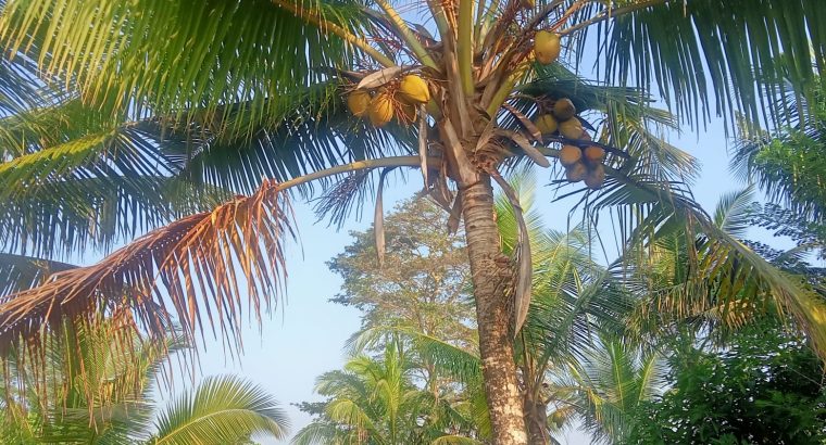 80 Perch Coconut Land – Bandaragama