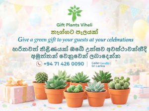 Gift plants viheli