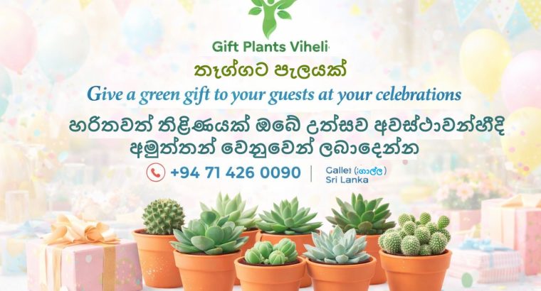 Gift plants viheli