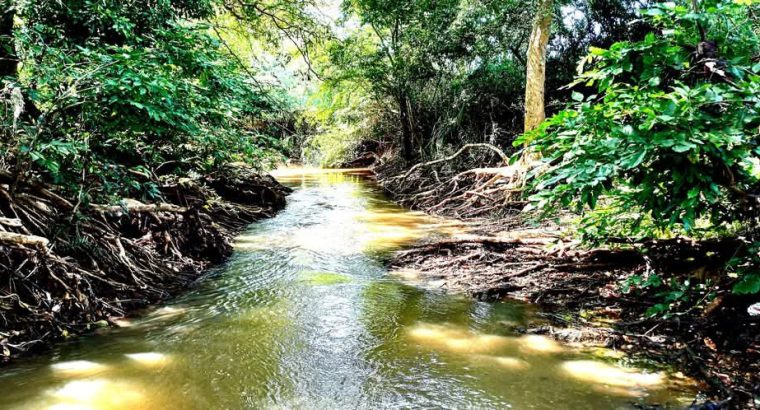 Wild glamping experience in Thanamalwila