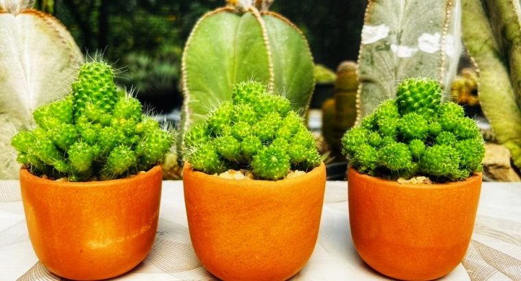 Gift plants viheli