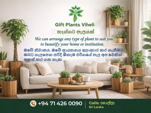 Gift Plants Viheli – Bring Nature Into Your Living Space