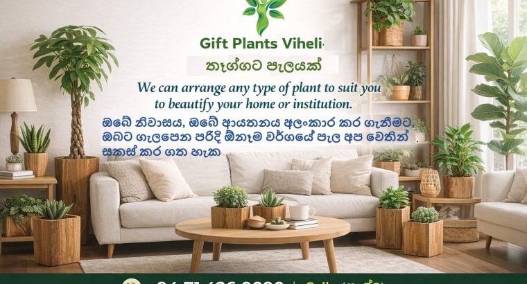 Gift Plants Viheli – Bring Nature Into Your Living Space