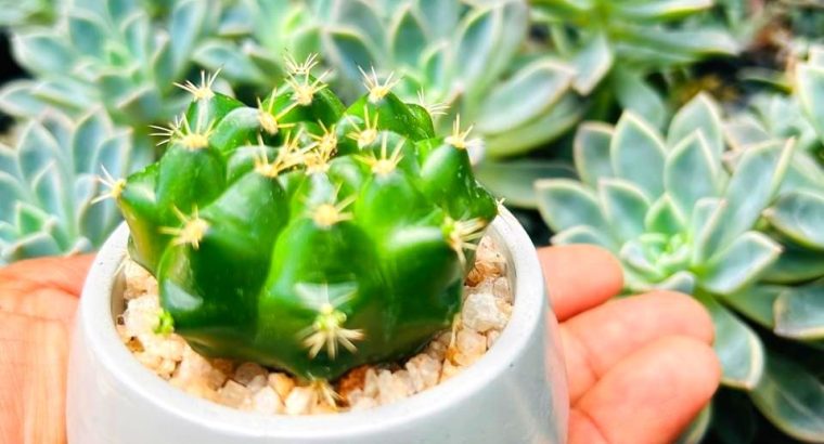 Gift plants viheli