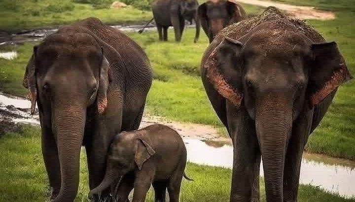 Wild Escape to Udawalawe