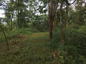 15-Acre Agricultural Land for Sale in Awissawella