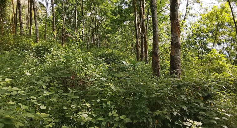 15-Acre Agricultural Land for Sale in Awissawella