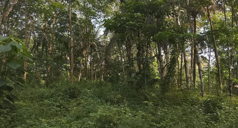 15-Acre Agricultural Land for Sale in Awissawella